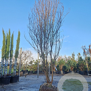 Lagerstroemia indica 400-450 cm draadkluit meerstammig