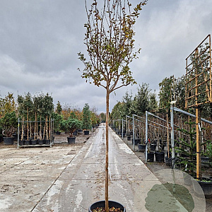 Lagerstroemia indica 180 cm stam container 12-14 leiboom