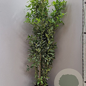 Laurus nobilis 175-200 cm 18L