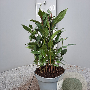 Laurus nobilis P14