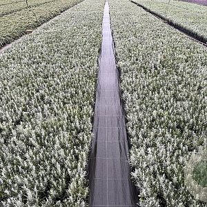 Lavandula ang. 'Dwarf Blue' 15-20 cm C1