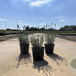 Lavandula ang. 'Hidcote' 15-20 cm C1