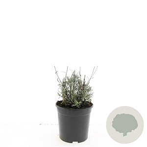 Lavandula ang. 'Hidcote' GM 1.5