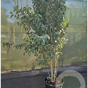 Ligustrum japonicum 250-300 cm container meerstammig