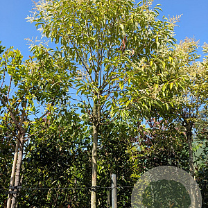 Ligustrum japonicum 200 cm stam container 16-18 leiboom