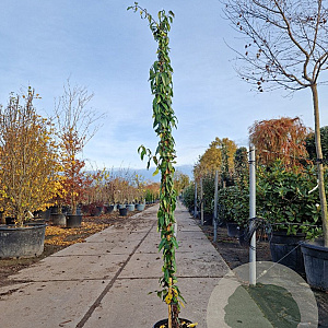 Lonicera henryi 'Copper Beauty' 200-250 cm 9L