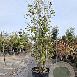 Magnolia 'Galaxy' 350-400 cm cont. 230L meerstammig