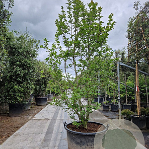 Magnolia loebneri 'Merrill' 250-300 cm container meerstammig