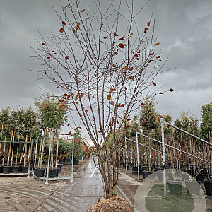 Malus toringo 300-350 cm draadkluit meerstammig solitair