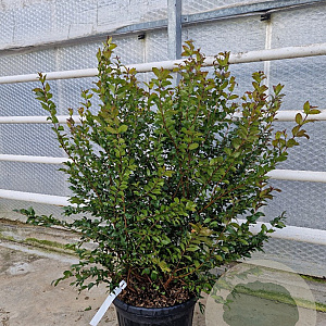 Myrtus communis tarentina 80-100 cm 2,5L