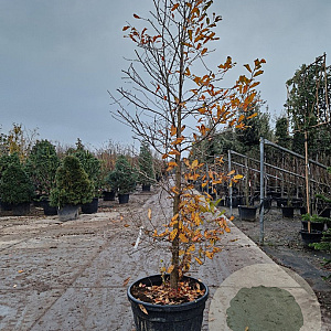 Nyssa sylvatica 300-325 cm container meerstammig