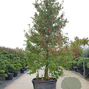 Nyssa sylvatica 450-500 cm container