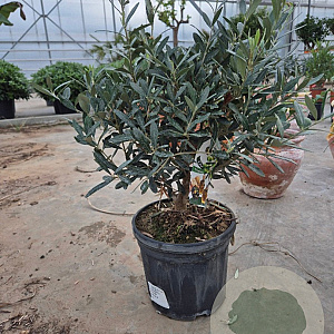 Olea europaea 30-40 cm 4,0L