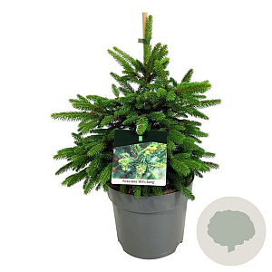 Picea a. 'Will's Zwerg' 40-50 cm 7,5L