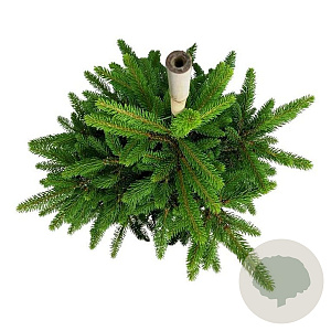 Picea a. 'Will's Zwerg' 40-50 cm 7,5L