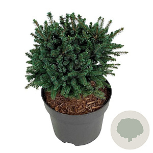 Picea gl. 'Echiniformis' 25-30 cm 7,5L