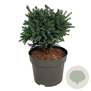 Picea gl. 'Echiniformis' 25-30 cm 7,5L