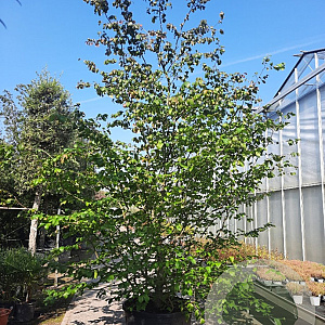 Parrotia persica 350-400 cm container solitair 2-3 tak