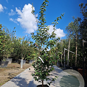 Parrotia persica 'Vanessa' 175-200 cm container meerstammig