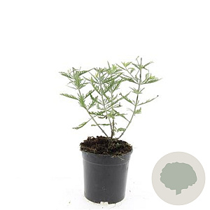 Perovskia 'Blue Spire' GM 1.5