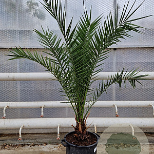 Phoenix canariensis 140-160 cm 20L