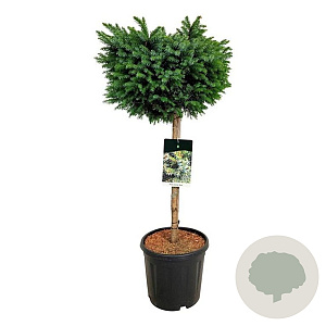 Picea omorika 'Nana' 60 cm stam 15L