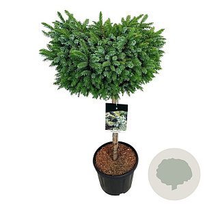 Picea omorika 'Nana' 60 cm stam 15L