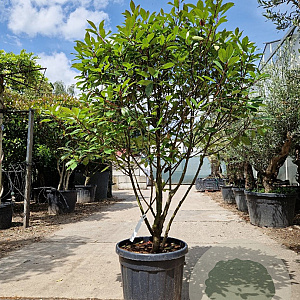 Photinia fraseri 'Red Robin' 140-160 cm container paraplu