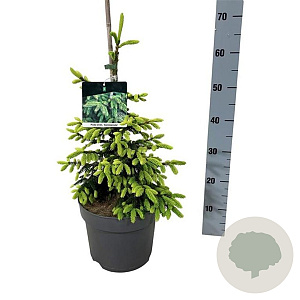 Picea orientalis 'Aureospicata' 40-50 cm 7,5L
