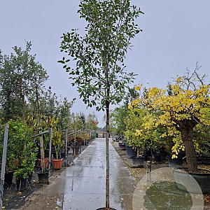 Photinia fraseri 'Red Robin' 180 cm stam 45L 14-16 lei 150x120