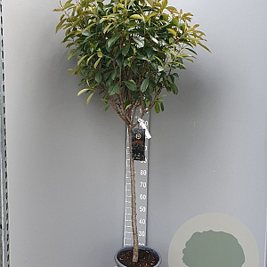 Photinia fraseri 'Red Robin' 90 cm stam container bol