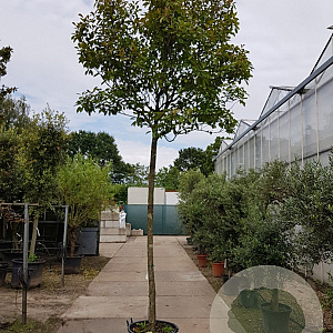 Photinia fraseri 'Red Robin' 200 cm stam container 20-25 leiboom