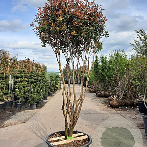 Photinia fraseri 'Robusta Compacta' 200-250 cm container 80 stam