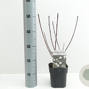 Physocarpus opulif. 'Diabolo' 30-40 cm 2,0L