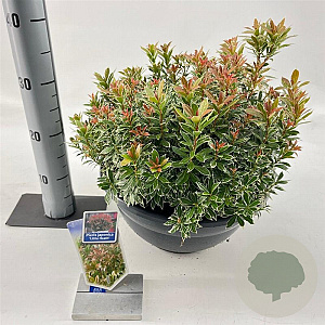 Pieris jap. 'Little Heath' 30-40 cm 7L