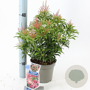Pieris jap. 'Passion' 20-25 cm 3,0L