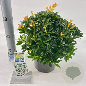 Pieris jap. 'Purity' 25-30 cm 3,0L