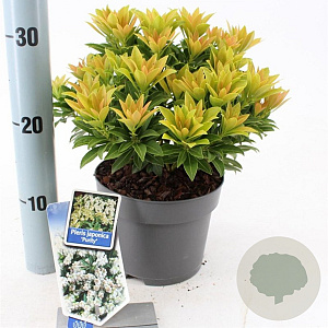 Pieris jap. 'Purity' 25-30 cm 3,0L
