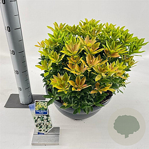 Pieris jap. 'Purity' 30-40 cm 10L