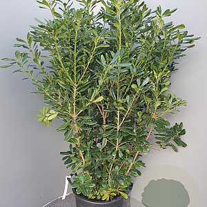 Pittosporum tobira 125-150 cm 30L