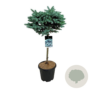 Picea pungens 'Glauca Globosa' 60 cm stam 15L