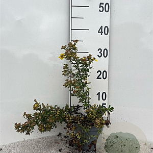 Potentilla f. 'Sommerflor' 25-30 cm C1.3