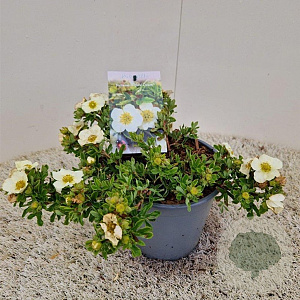 Potentilla f. 'Tilford Cream' 30-35 cm 2,0L
