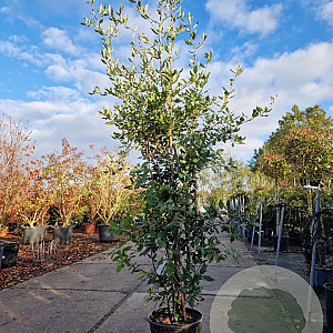 Quercus ilex 175-200 cm 18L