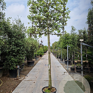 Quercus ilex 200 cm stam container 8-10 lei 150x120