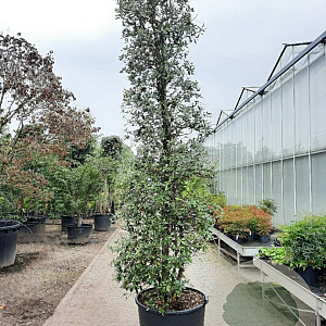 Quercus ilex 300-350 cm container meerstammig