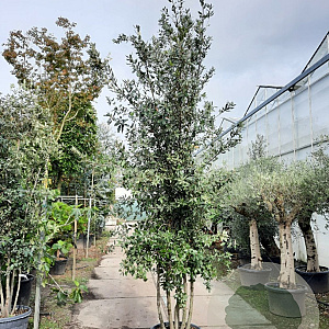 Quercus ilex 300-350 cm cont. 70L meerstammig