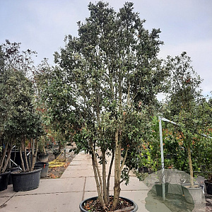 Quercus ilex 300-350 cm cont. 230L paraplu