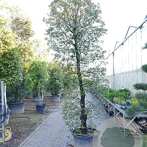 Quercus ilex 350-400 cm container geveerd