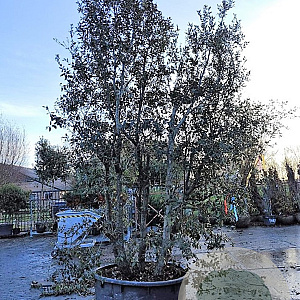 Quercus ilex 350-400 cm container meerstammig